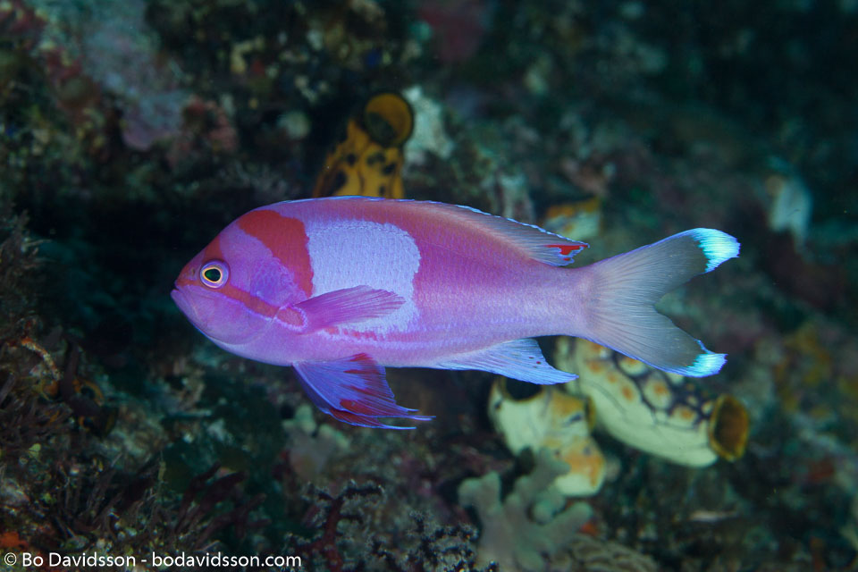 BD-141016-Komodo-5142-Pseudanthias-pleurotaenia-(Bleeker.-1857)-[Square-spot-fairy-basslet].jpg